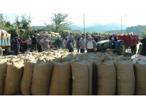 Tmo Fındık Alımına Başladı, Depo Önünde Uzun Kuyruklar Oluştu