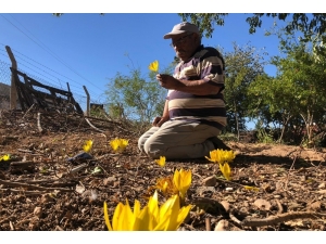 Yok Olmaya Yüz Tutan Çiğdemleri Bahçesinde Yetiştirip Doğada Ekiyor