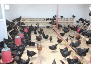 Irgatlığı Bıraktı Tavuk Çiftliği Kurdu