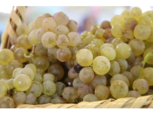 Kahramanmaraş Tarım Gıda Ve Hayvancılık Fuarı Açıldı