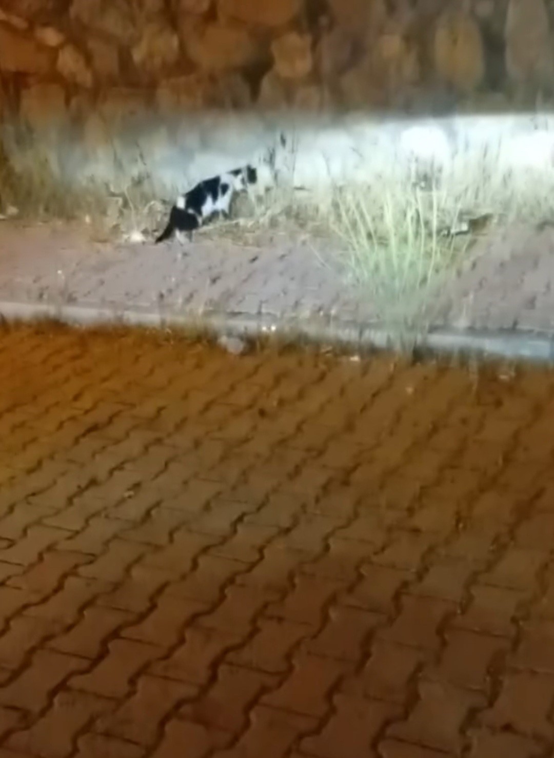 elazig-da-kedi-ile-yilanin-mucadelesi-kamerada