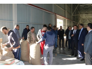 Giresun’da Tmo Fındık Alımlarına Başladı