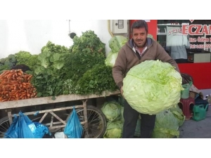 Bayburt Lahanası Tezgahlarda Yerini Aldı
