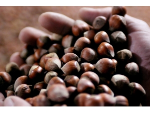 Fındık Fiyatı 1,5 Lira Yükseldi