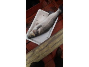 Alaplı’da Balıkçıların Ağına 10 Kilogramlık Levrek Takıldı