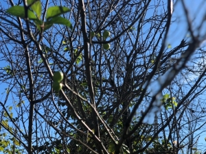 Erik Ağacı Çiçek Açıp, Meyve Verdi