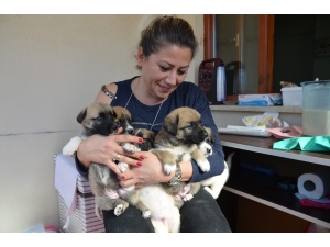 Sokakta Bulduğu Yavru Köpekleri Evinde Biberonla Besliyor