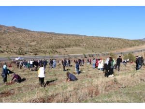 Bingöl’de 2 Bin 443 Fidan Dikildi