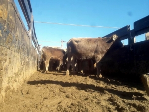 10 Çiftçiye 50 Tane Büyükbaş Hayvan Dağıtıldı