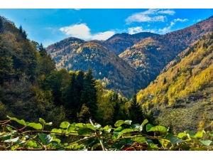 Örümcek Ormanlarında Renk Cümbüşü