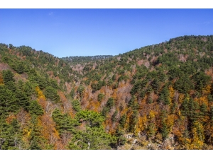 Kazdağları’nın Gizli Güzellikleri Kayın Ve Göknar Ormanları Havadan Görüntülendi