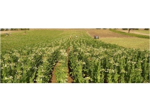 Tütün Sektöründe Tek Tip Paket Ve Kapalı Dolap Krizi