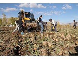 Muradiye’de Şeker Pancarı Sökümü Devam Ediyor