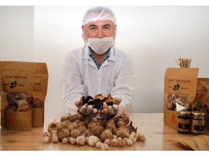 Alzheimer Ve Kanser Hastalıklarının Önleyicisi ‘Siyah Sarımsak’ Avrupa’ya İhraç Edilecek