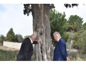 7 Asırlık Ardıç Ağacı Projelendiriliyor