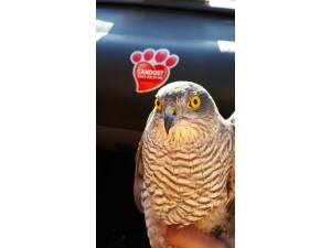 Yaralı Atmaca Tedaviye Alındı