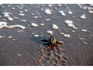 Dünya Mersin’den Gelen Haberle Sevindi