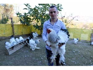 3 Yıl Önce Gördüğü Brahma Cinsi Tavukları Yaygınlaştırmayı Amaçlıyor