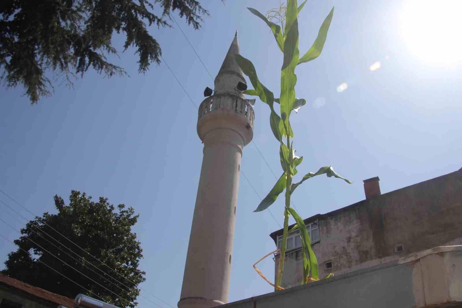 ordu-da-cami-catisinda-misir-yetisti