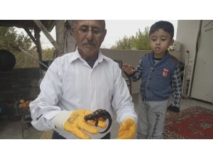 Malatya’da Sarı Benekli Semender Bulundu