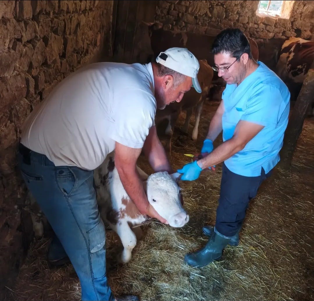 agin-da-buyukbas-hayvanlarda-asilama-ve-kupeleme-calismasi
