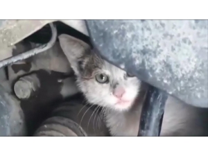 İtfaiye Ve Öğrencilerden Kedi Kurtarma Operasyonu