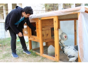 Liseyi Tavuklarıyla Okuyor