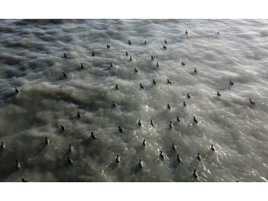 Flamingolar Arin Gölü’nü Mesken Tuttu