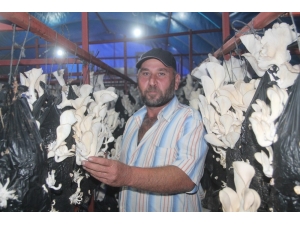Genç Çiftçi Projesiyle Üretilen Mantarlar Gelir Kapısı Oldu