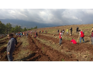 Hatay’daki Yangın Bölgesine 300 Fidan Dikildi