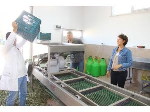 Emekli Çift Zeytin Yağı Üretmek İçin Üniversite Okuyor