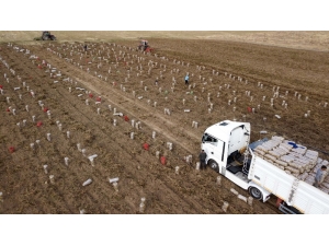 Ahlat Patatesi Yüz Güldürüyor