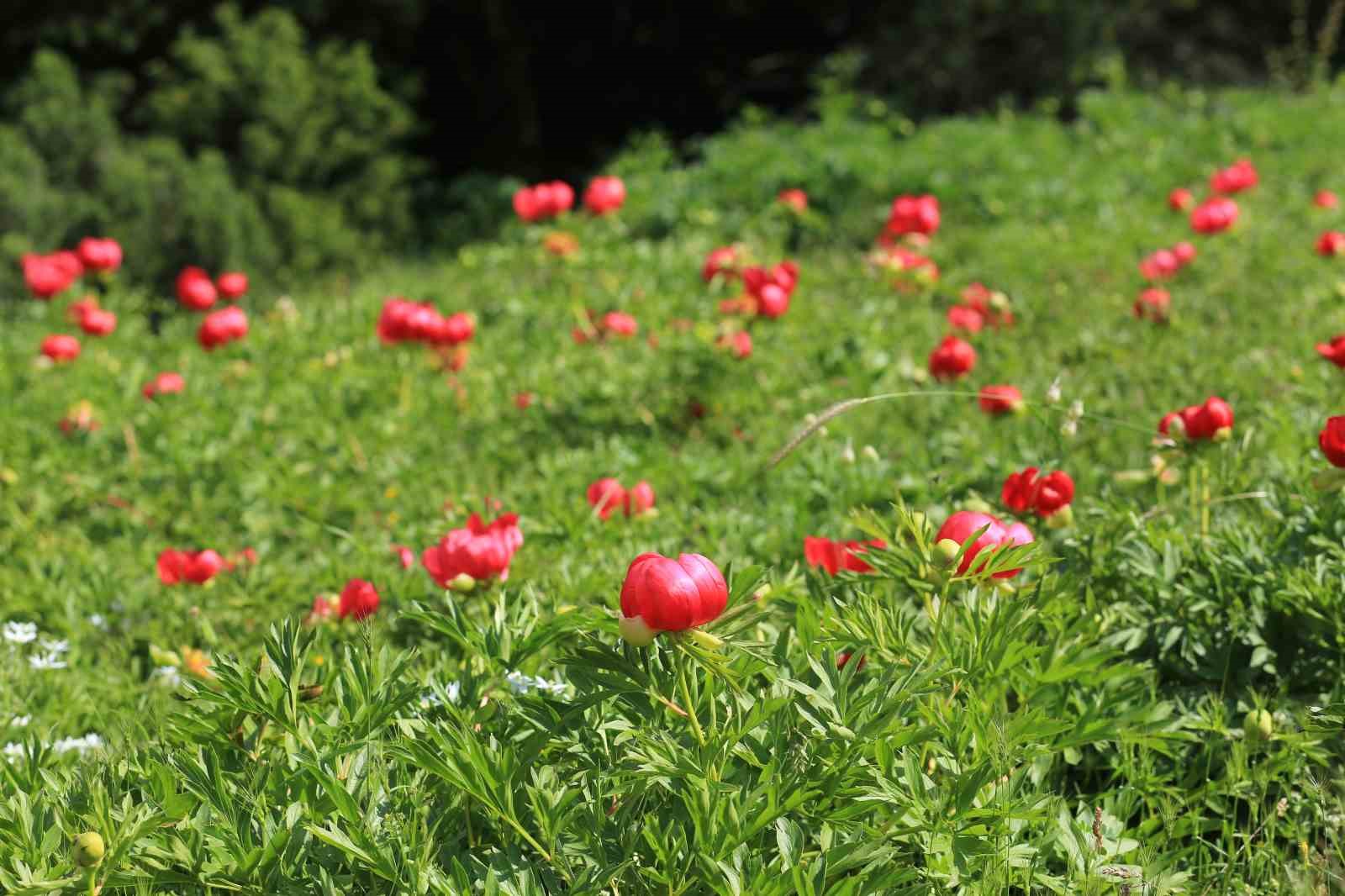 sakayiklar-spil-dagi-milli-parki-ni-kirmiziya-burudu