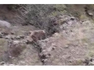 Yaralı Ayı, Kurtarılamadı