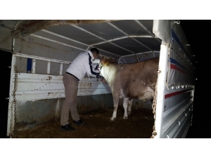 Ordu’da Hayvan Hareketlerine Sıkı Kontrol