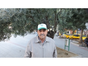 Edremit Körfezi’nde Zeytinci Devlet Desteği Bekliyor