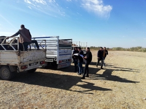 Musabeyli İlçesinde 19 Çiftçiye 95 Büyükbaş Hayvan Dağıtıldı