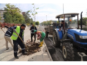 Siirt’te Ağaç Dikme Çalışması Başlatıldı
