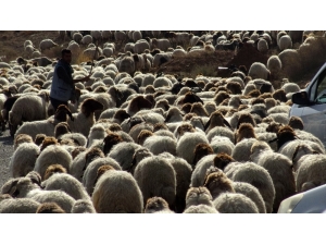 Göçerlerin Zorlu Dönüş Yolculuğu Başladı