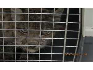 Erzincan’da Ki Yaralı Vaşak Tedavi Altına Alındı