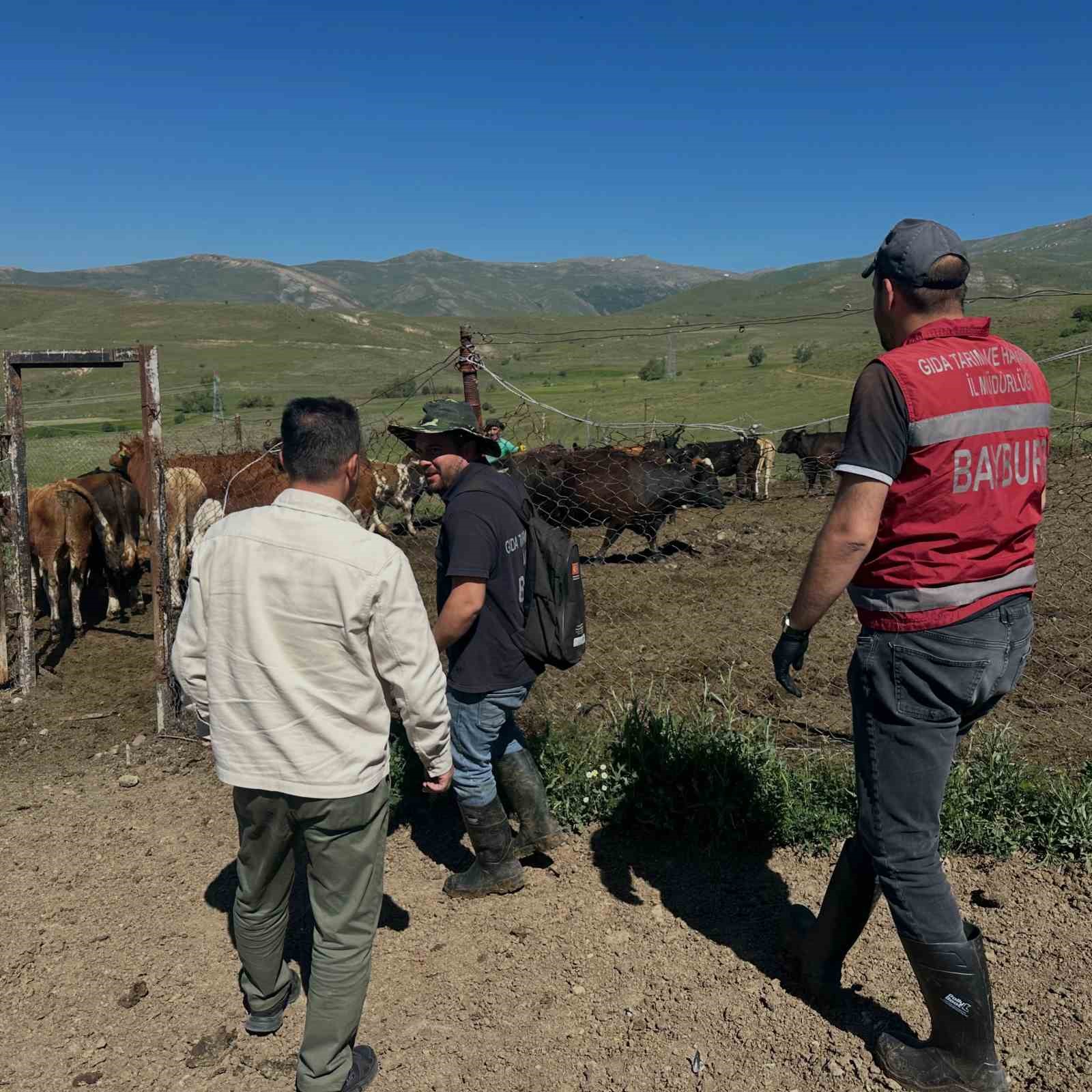 aydintepe-de-ureticiye-15-ithal-angus-duve-teslim-edildi