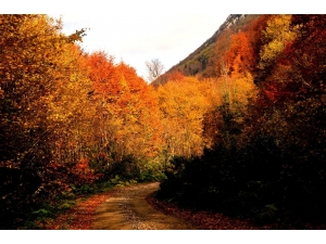 Türkiye’nin En Büyük Blok Ormanlarını Barından Yenice’de Sonbahar Güzelliği