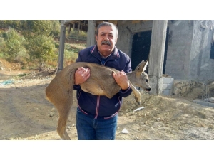 Amanos Dağları’nda Köpeklerin Kovaladığı Karaca Gazeteciye Sığındı