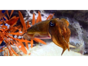 Kalamarlar Yok Olmasın Diye