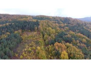 Sinop’ta Sonbaharda Renk Cümbüşü