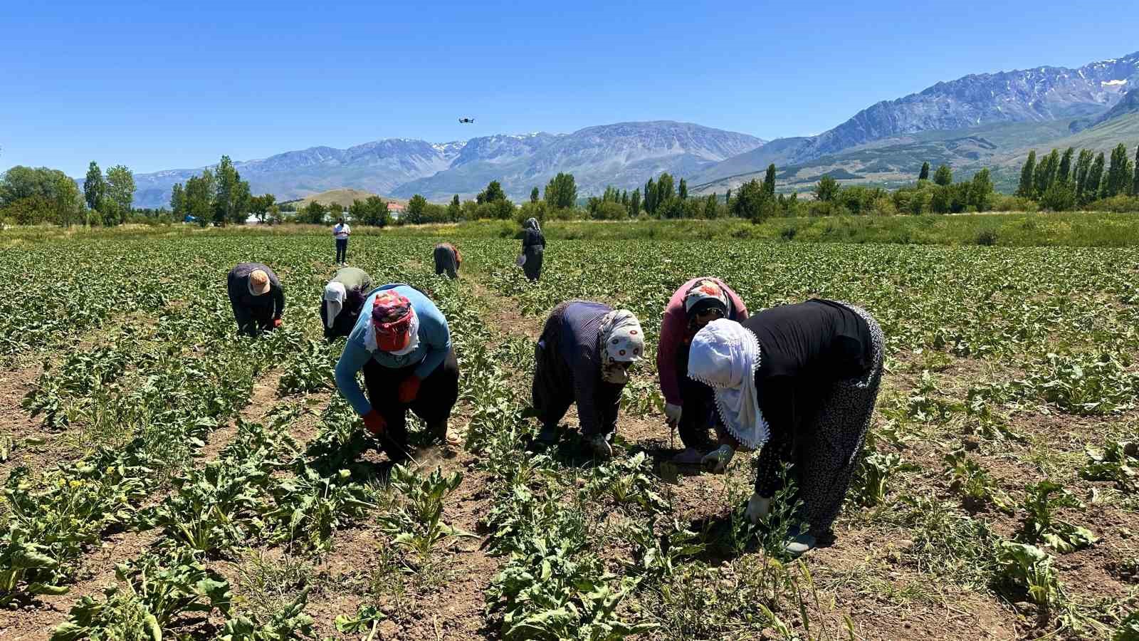 sicakta-alin-teriyle-pancar-capaliyorlar