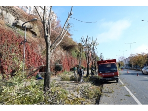 Yozgat’ta Ağaçlar Kışa Hazırlanıyor