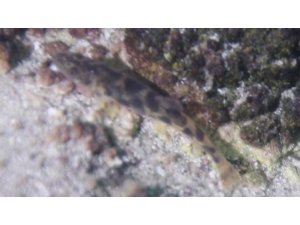 Van Gölü’nde Bulunan Balığın Türü Tespit Ediliyor