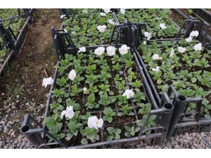 Süs Bitkileri İhracatında Yılsonu Hedefi; 100 Milyon Dolar