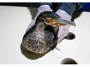 Midesinde 2 Olta Kancası Bulunan "Karabatak" Kurtarıldı